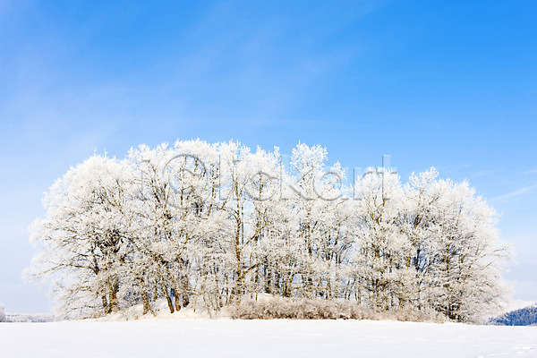 사람없음 JPG 포토 해외이미지 겨울 겨울풍경 나무 맑음 설원 야외 자연 주간 체코 하늘 해외202004