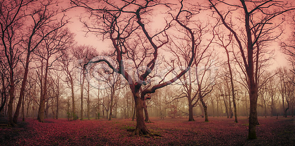 신비 사람없음 JPG 포토 해외이미지 가을 계절 공상 공원 나무 나뭇가지 낙엽 땅바닥 목재 빛 뿌연 삼림지대 새벽 숲 시골 아침 안개 야외 어둠 오솔길 요정 잎 자연 파노라마 풍경 해외202004 해외포토 황무지