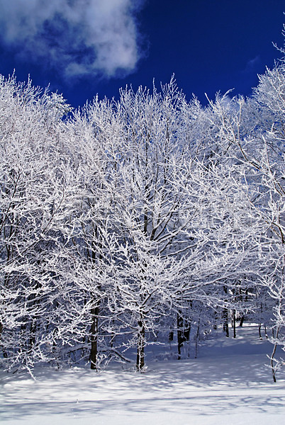 사람없음 JPG 포토 해외이미지 겨울 겨울풍경 나무 눈(날씨) 숲속 야외 자연 주간 하늘 해외202004
