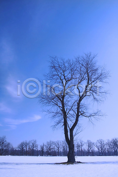 사람없음 JPG 포토 해외이미지 겨울 겨울풍경 나무 야외 자연 주간 하늘 한그루 해외202004