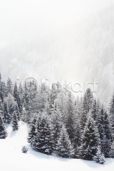 사람없음 JPG 포토 해외이미지 겨울 겨울풍경 나무 산 안개 야외 자연 주간 해외202004