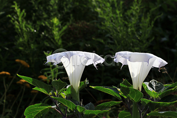 사람없음 JPG 포토 해외이미지 꽃 독말풀 야외 자연 주간 해외202004 흰색