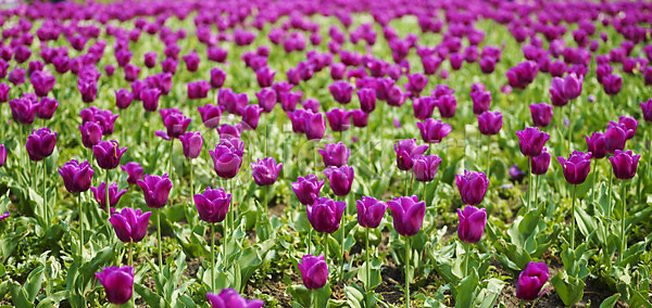 성장 신선 사람없음 JPG 포토 해외이미지 5월 계절 꽃 꽃무늬 네덜란드 밭 백그라운드 보라색 봄 블러 식물 원예 잎 자연 정원 초록색 튤립 해외202004 해외포토