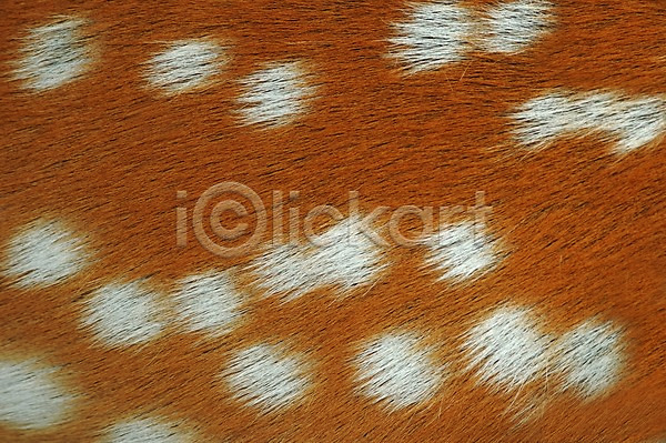 사람없음 JPG 포토 해외이미지 가로 가죽 갈색 동물 묘사 백그라운드 빨간색 사냥 사슴 숲 시골 야생동물 야외 자연 재킷 질감 털 패턴 평야 피부 해외202004 효과 흰색