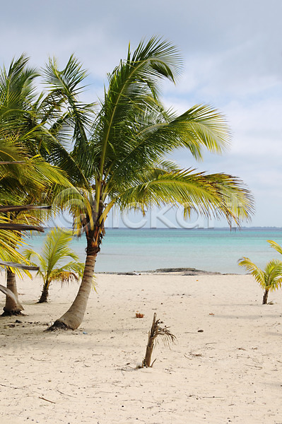 성장 침묵 사람없음 JPG 포토 해외이미지 나무 모래 물 바다 손바닥 식물 여름(계절) 장면 초록색 코코넛 파도 파라다이스 파란색 풍경(경치) 하늘 해외202004 휴가 휴양지 흰색