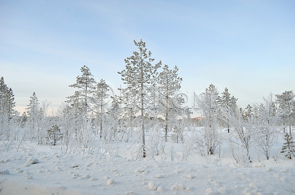 사람없음 JPG 포토 해외이미지 겨울 겨울풍경 나무 노르웨이 눈덮임 야외 자연 주간 해외202004
