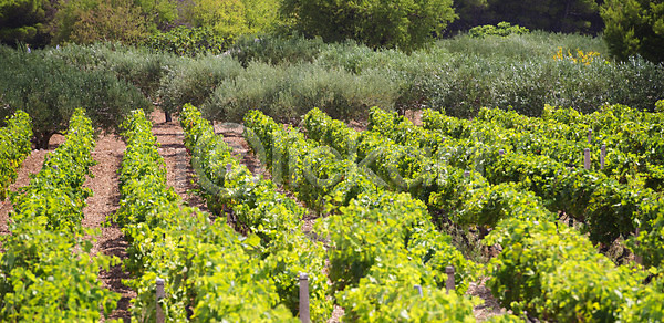 사람없음 JPG 포토 해외이미지 나무 농경지 농업 농장 바다 밭 섬 숲 시골 식물 야외 여름 올리브 와인 유럽 자연 장면 지중해 초록색 크로아티아 포도나무 포도밭 풍경 해외202004 해외포토 흙