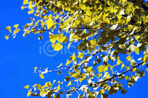 선택 활발 사람없음 JPG 소프트포커스 포토 해외이미지 가로 가을(계절) 건강 고립 공원 나무 나뭇가지 내추럴 노란색 맑음 묘사 백그라운드 빛 숲 식물 약 약초 잎 자르기 자연 중국 해외202004 햇빛 허브 황금