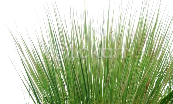 사람없음 JPG 포토 해외이미지 고립 뒤뜰 백그라운드 봄 여름(계절) 자연 초록색 해외202004 흰색