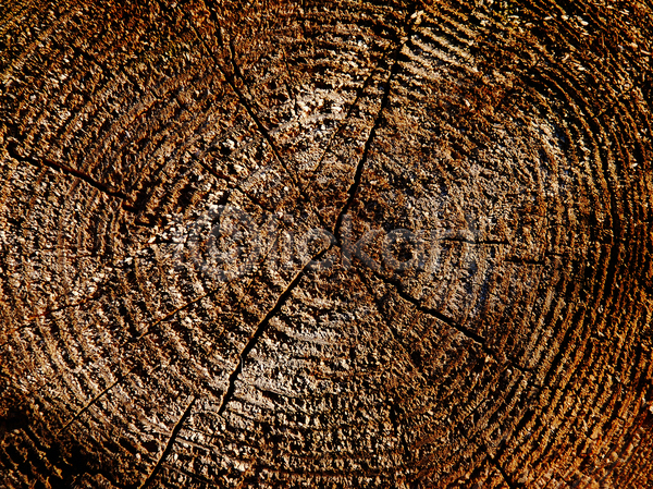 사람없음 JPG 포토 해외이미지 갈색 노화 목재 반지 백그라운드 부분 산업 수목 숲 역사 옛날 원형 자르기 질감 통나무 패턴 해외202004