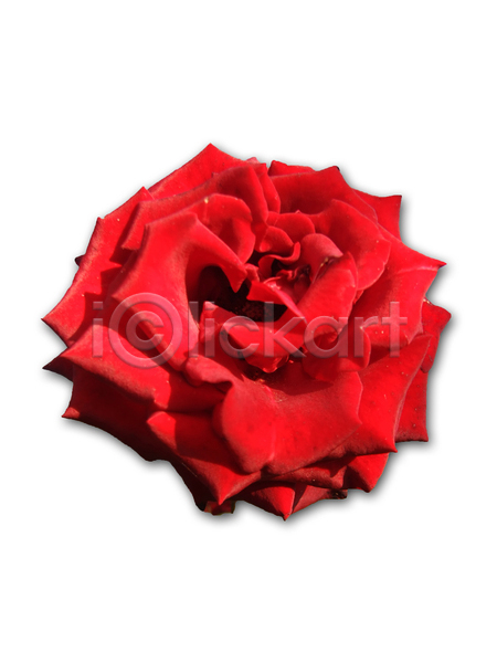 사랑 사람없음 JPG 포토 해외이미지 고립 기념일 꽃 꽃잎 넘어짐 백그라운드 빨간색 싱글 자연 장미 정상 컨셉 해외202004 흰색