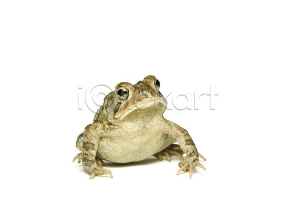 사람없음 JPG 포토 해외이미지 갈색 개구리 고립 닫기 동물 두꺼비 백그라운드 생물학 앉기 야생동물 양서류 자연 파충류 한마리 해외202004 흰배경 흰색