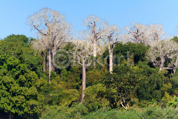 건조 뜨거움 특별함 사람없음 JPG 포토 해외이미지 거인 나무 나뭇가지 내추럴 마다가스카르 밭 사바나 서기 숲 식물 아프리카 야외 여행 옛날 웅장함 이국적 자연 초록색 큼 태양 파란색 풍경(경치) 하늘 해외202004