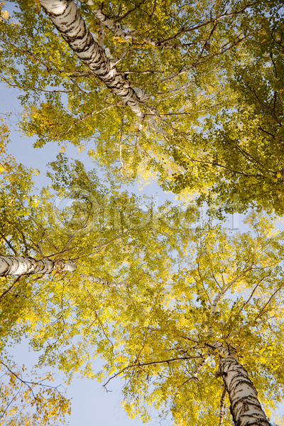 변화 활발 사람없음 JPG 포토 해외이미지 10월 가을(계절) 강렬 계절 공원 나무 날씨 내추럴 단풍 백그라운드 보라색 빨간색 숲 식물 야외 오렌지 잎 자연 장면 정원 초록색 추수감사절 풍경(경치) 하늘 해외202004 황금