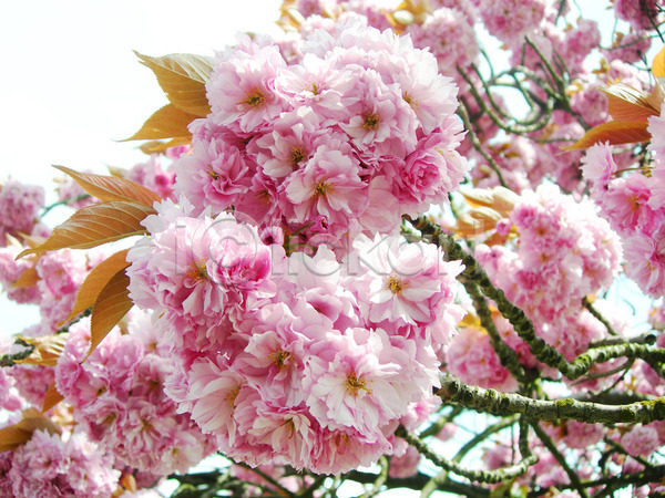사람없음 JPG 포토 해외이미지 가로 계절 꽃 나무 나뭇가지 벚꽃 봄 분홍색 식물 야외 일본 체리 해외202004 흰배경
