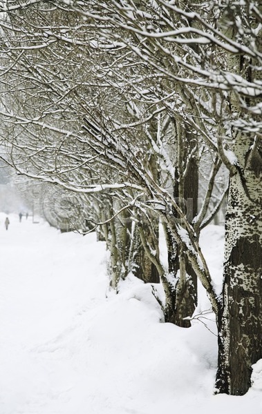 추위 사람없음 JPG 포토 해외이미지 겨울 계절 공원 나무 냉동 막대기 목재 서리 야외 자연 컨셉 해외202004 흰색