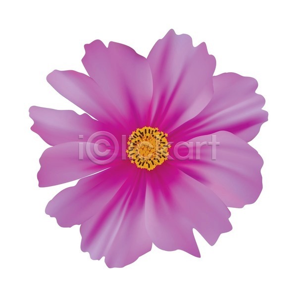 EPS 일러스트 해외이미지 고립 꽃 꽃무늬 꽃잎 데이지 망사 머리 백그라운드 벚꽃 보라색 분홍색 자연 자주색 장식 정원 코스모스(꽃) 해외202004