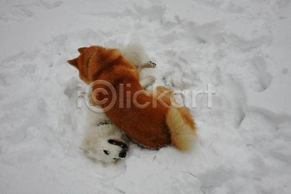 산책 사람없음 JPG 포토 해외이미지 강아지 겨울 놀기 놀이 눈(날씨) 두마리 반려견 설원 야외 주간 해외202004