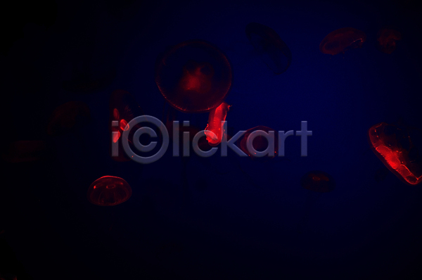 사람없음 JPG 포토 해외이미지 바닷속 빨간색 수중동물 어둠 여러마리 자포동물 해외202004 해파리