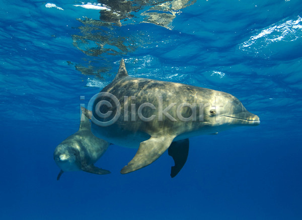 사람없음 JPG 포토 해외이미지 대서양 돌고래 동물 물 바다 수면 수중 야생동물 자연 파란색 포유류 표면 해외202004