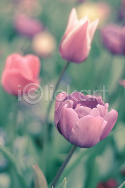 사람없음 JPG 포토 해외이미지 꽃 네덜란드 라일락 분홍색 식물 잎 자연 정원 튤립 해외202004