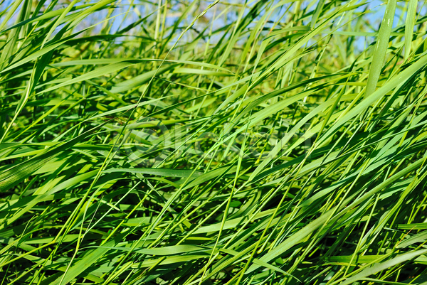 사람없음 JPG 포토 해외이미지 내추럴 땅 밭 여름(계절) 자연 초록색 태양 풍경(경치) 해외202004 햇빛
