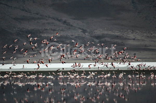사람없음 JPG 포토 해외이미지 공원 국립공원 동물 많음 분홍색 사파리 아프리카 여행 이륙 자연 조류 컬러풀 케냐 탄자니아 풍경(경치) 플라밍고 해외202004 호수 휴가