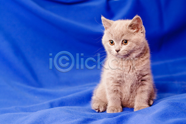 사람없음 JPG 포토 해외이미지 가로 고양이 그림자 동물 반려동물 백그라운드 앉기 영국 육식동물 응시 작음 직물 털 파란색 포즈 해외202004 회색 흰색