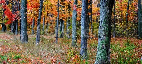 산책 사람없음 JPG 포토 해외이미지 가을 계절 나무 노란색 단풍 미국 방법 빨간색 여행 엽서 오렌지 울타리 자연 초록색 컬러풀 큼 파노라마 풍경 해외202004 해외포토