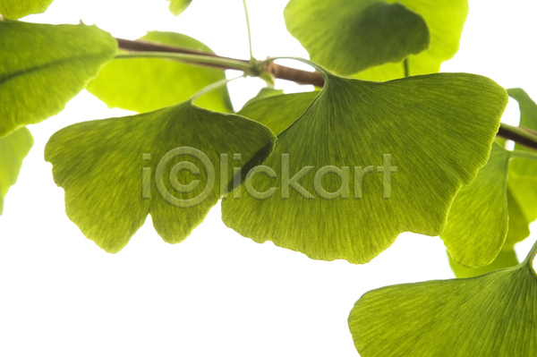 집중 사람없음 JPG 포토 해외이미지 가로 건강 건강식 고립 약초 잎 자르기 채식주의자 초록색 컬러풀 해외202004 허브 흰배경 흰색