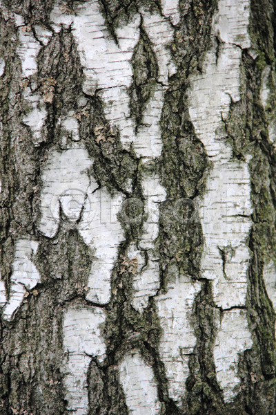 사람없음 JPG 포토 해외이미지 갈색 나무 나무껍질 목재 백그라운드 자작나무 질감 추상 해외202004 회색 흰색