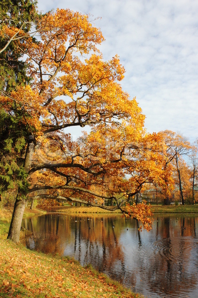 사람없음 JPG 포토 해외이미지 가을(계절) 공원 나무 러시아 물 시트 오리 잎 해외202004