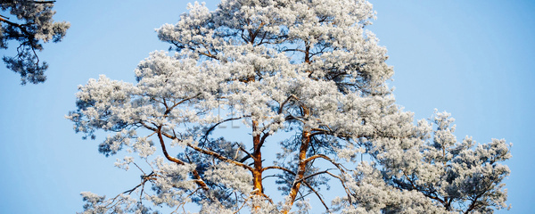 고독 성장 평화 사람없음 JPG 포토 해외이미지 1 계절 고립 구름 나무 나뭇가지 내추럴 땅 목재 밭 백그라운드 봄 숲 시골 식물 싱글 여름 옛날 우주 잎 자연 초록색 큼 파란색 풍경 하늘 해외202004 해외포토 혼자 환경 흰색