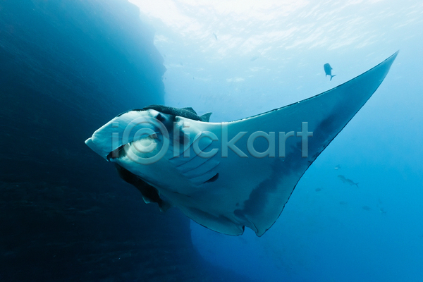 사람없음 JPG 포토 해외이미지 광선 동물 동물상 멕시코 물 바다 수중 야생동물 어류 자연 파란색 해외202004