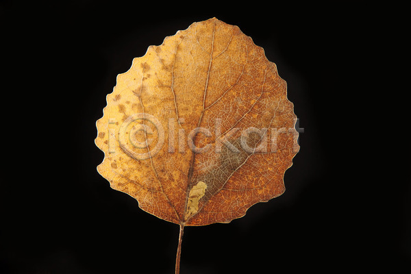 사람없음 JPG 포토 해외이미지 10월 11월 가을(계절) 갈색 검은색 계절 나무 단풍 방법 백그라운드 숲 식물 싱글 옛날 오브젝트 잎 자연 젖음 해외202004