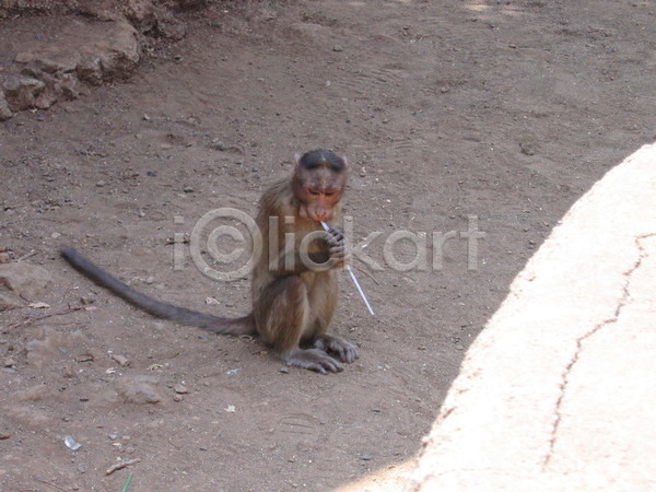 사람없음 JPG 포토 해외이미지 공원 국립공원 동굴 동물 원숭이 자연 해외202004