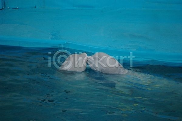 사람없음 JPG 포토 해외이미지 공 놀이 다이빙 동물 물 물결 바다 속도 수영 자연 장난 지느러미 지능 파도 파란색 포유류 해외202004 회색