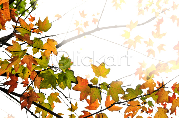 떨어짐 사람없음 JPG 포토 해외이미지 가을(계절) 계절 고립 나무 나뭇가지 내추럴 노란색 단풍 닫기 묘사 문구용품 백그라운드 빨간색 액자틀 오렌지 잎 자연 컬러풀 프레임 해외202004 흰색