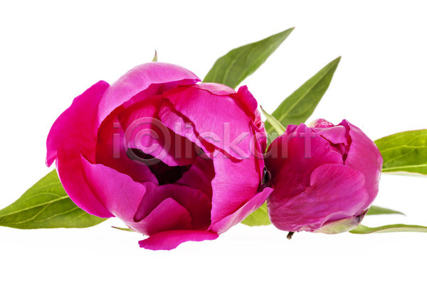 사람없음 JPG 포토 해외이미지 고립 꽃 꽃무늬 꽃잎 묘사 벚꽃 분홍색 식물 잎 자연 작약 해외202004 흰배경