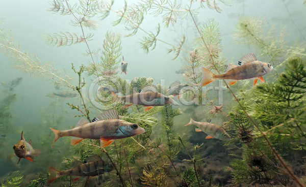 사람없음 JPG 포토 해외이미지 동물 동물상 물 민물 수중 식물 앉기 야생동물 어류 육식동물 잎 자연 초록색 해외202004 호수