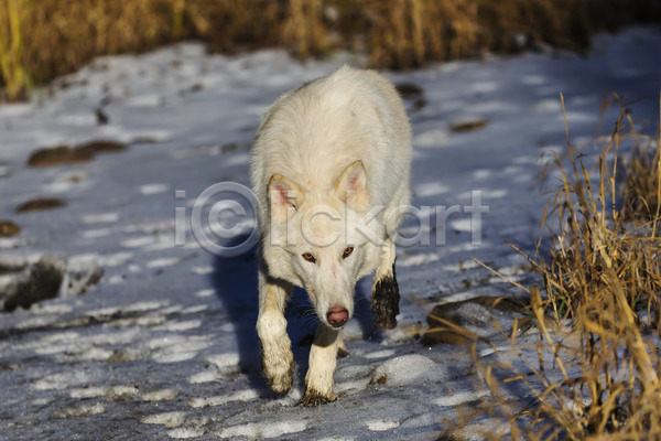사람없음 JPG 포토 해외이미지 늑대 북극늑대 야생동물 야외 주간 한마리 해외202004