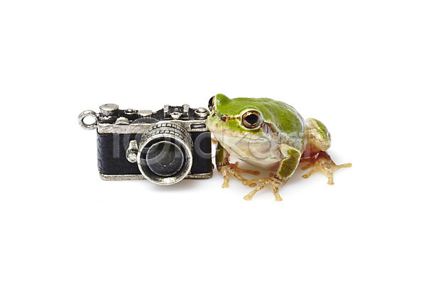 사람없음 JPG 근접촬영 포토 개구리 동물 스튜디오촬영 실내 양서류 육지동물 청개구리 초록색 카메라 컬러 한마리