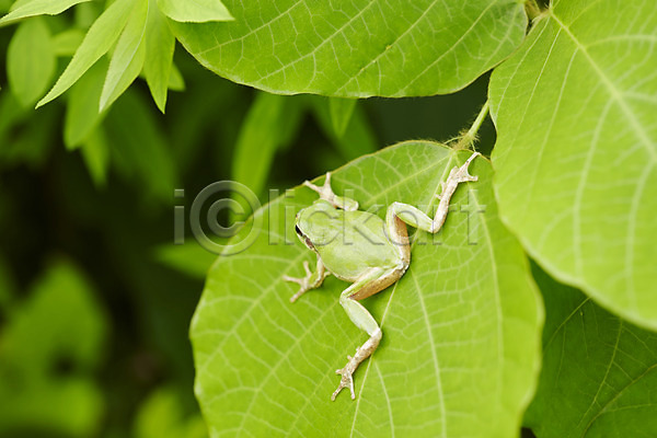 사람없음 JPG 근접촬영 아웃포커스 포토 개구리 나뭇잎 동물 식물 야외 양서류 육지동물 잎 주간 청개구리 초록색 컬러 풀(식물) 한마리