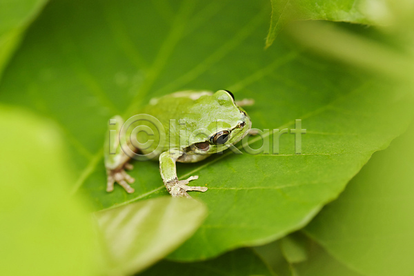 사람없음 JPG 근접촬영 아웃포커스 포토 개구리 나뭇잎 동물 식물 야외 양서류 육지동물 잎 주간 청개구리 초록색 컬러 한마리