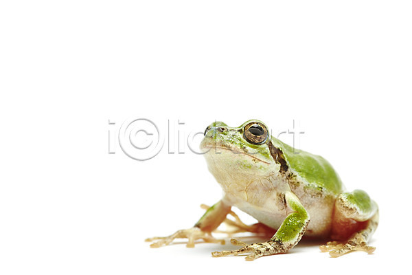 사람없음 JPG 근접촬영 포토 개구리 누끼 동물 스튜디오촬영 실내 양서류 육지동물 청개구리 초록색 컬러 한마리