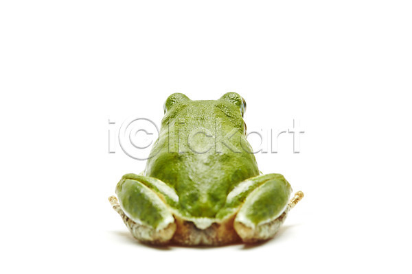 사람없음 JPG 근접촬영 뒷모습 포토 개구리 누끼 동물 스튜디오촬영 실내 양서류 육지동물 청개구리 초록색 컬러 한마리