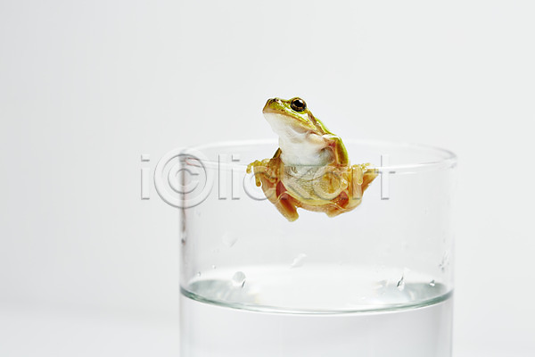 사람없음 JPG 근접촬영 포토 개구리 동물 물 스튜디오촬영 실내 양서류 육지동물 잔 청개구리 초록색 컬러 컵 한마리