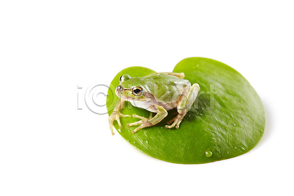 사람없음 JPG 근접촬영 포토 개구리 나뭇잎 누끼 동물 스튜디오촬영 식물 실내 양서류 육지동물 잎 청개구리 초록색 컬러 한마리
