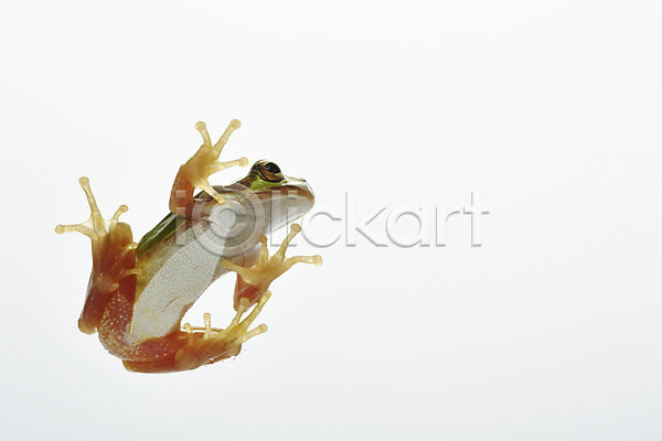 사람없음 JPG 근접촬영 포토 개구리 동물 스튜디오촬영 실내 양서류 육지동물 청개구리 초록색 컬러 한마리