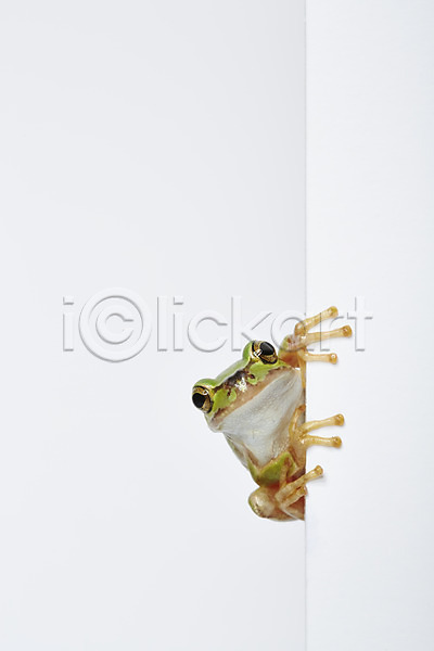 사람없음 JPG 근접촬영 포토 개구리 동물 벽 스튜디오촬영 실내 양서류 육지동물 청개구리 초록색 컬러 한마리